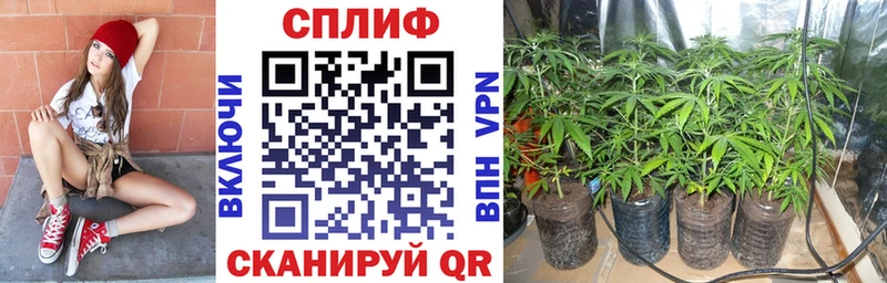 Конопля марихуана Углич